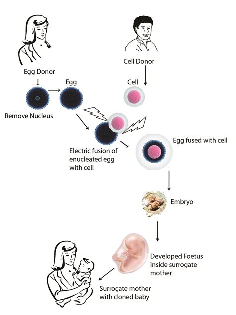 Cloning – Science – Liyahn @ Hornby High