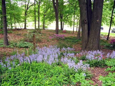 Shade-Loving Flowering Plants for a Woodland Garden - Dengarden