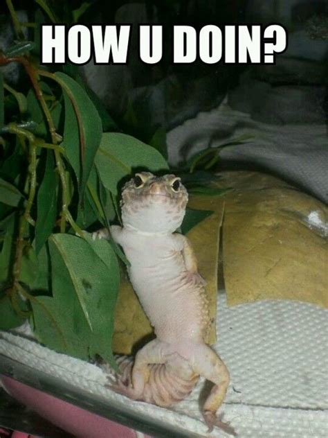 lizard memes | Chameleon Forums