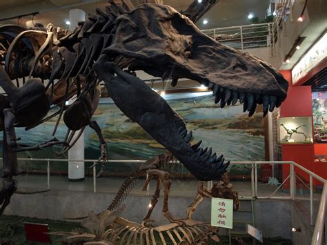 Capt Mondo's Photo Blog » Paleozoological Museum of China