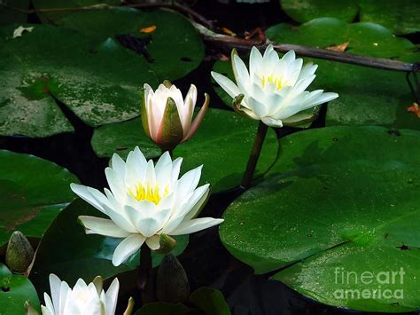 Lily Pad Flowers Photograph by Jt PhotoDesign