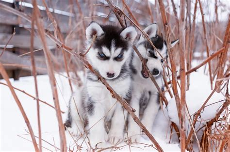 Câinele Husky Siberian - temperament, aspect și îngrijire | zooplus Ghid