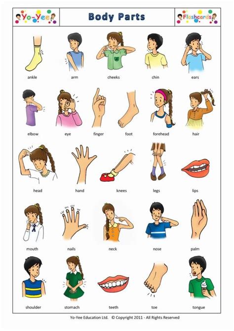 Body Parts Flashcards for Kids - Vocabulary Cards