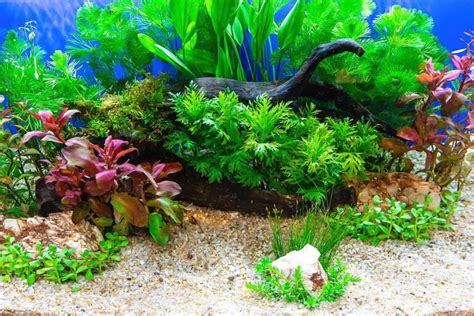 Different Types Of Aquarium Plants