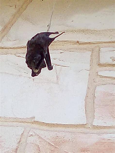 Bat eating spider catches big snack in web outside Texas home - ABC11 ...