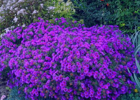 Asters: Growing Tips for Autumn's Favorite Perennial - Powerful Perennials