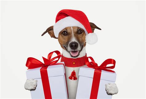 Christmas Gift Guide For Dogs