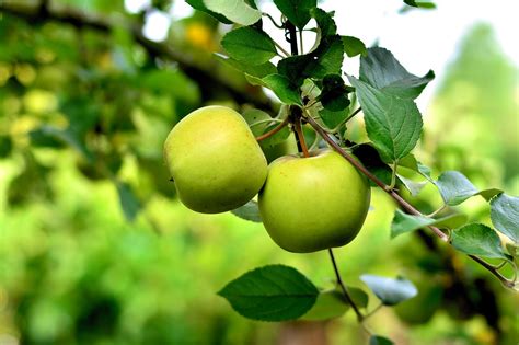 Apple, green apple, apple tree, fruit, healthy - free image from ...