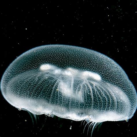 Moon Jellyfish Facts — SeaDoc Society