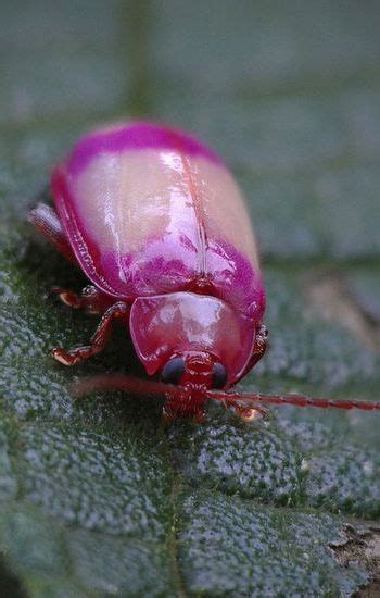 ˚Pink Beetle by Aisse Gaertner @ flickr | Beautiful bugs, Weird animals ...