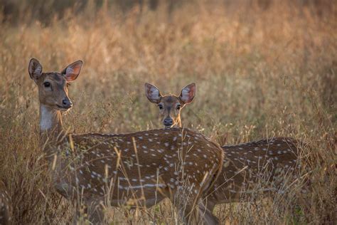 Chital Deer | Behance