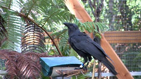 Fingers Crossed for Second Hawaiian Crow Release - Island Conservation