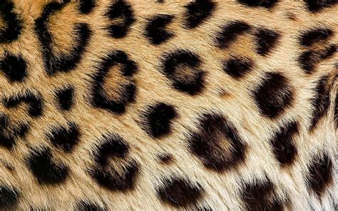 Leopard Skin Texture, Close Up, Brown Blots Texture, Macro, Leopard ...