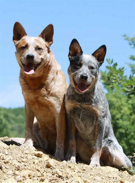 Photos de Talonneurs Bleus – De Belles Images de Chiens de Bétail ...