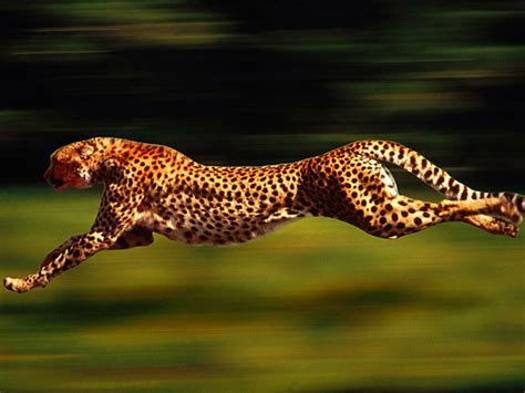 Cheetah Running Wallpapers - Wallpaper Cave