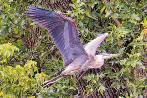 Great blue heron in flight by sequential on DeviantArt