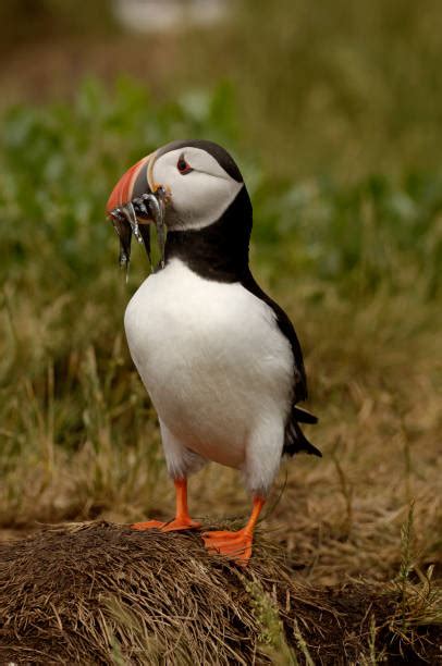 Best Atlantic Puffin Eating Fish Stock Photos, Pictures & Royalty-Free ...