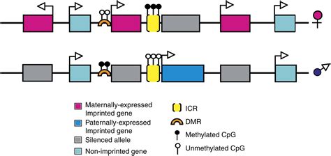 Genomic imprinting: employing and avoiding epigenetic processes