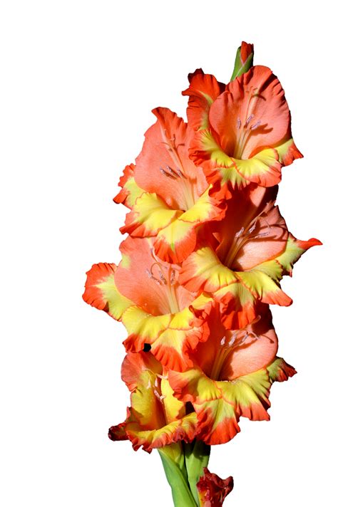 Gladiolus PNG Clipart | PNG All