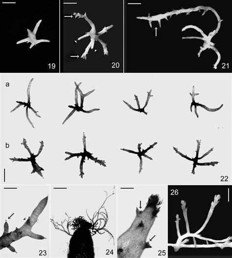 26. Propagule germination in culture. Figure 19. Initial step of ...