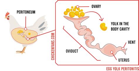 Egg Yolk Peritonitis In Chickens: Symptoms, Treatment & Practical Tips ...