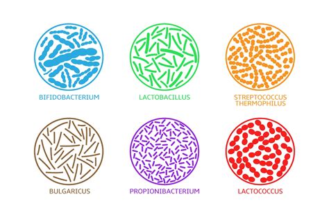 Benefits Of Lactobacillus Bulgaricus