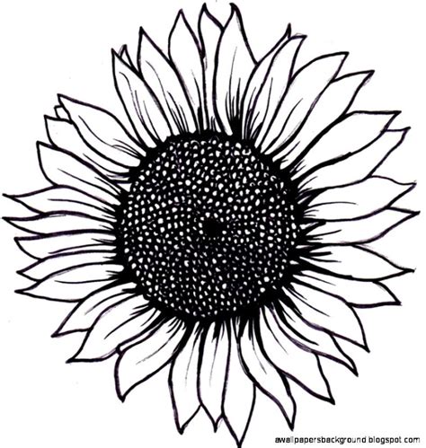 Sunflower Black And White Drawing at GetDrawings.com | Free for ...