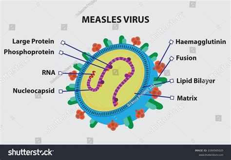 Measles Virus Structure Illustration Vector Image: เวกเตอร์สต็อก (ปลอด ...