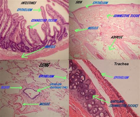 Connective Tissue Histology Labeled