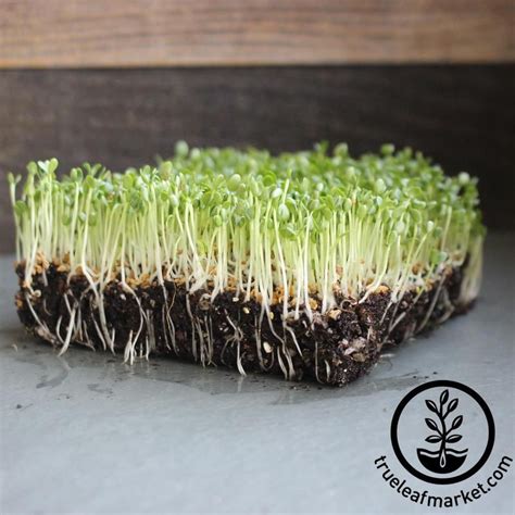 Clover Microgreens Seeds- Grow Micro Clover - 4 Oz to Bulk Sprouting ...