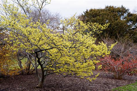 Want flowers that bloom later in the year? Try growing the witch hazel ...