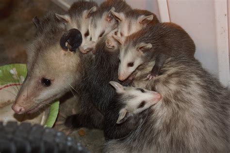 Opossum Mom Accidentally Knocks Babies Off Her Back in Cute Clip - Newsweek