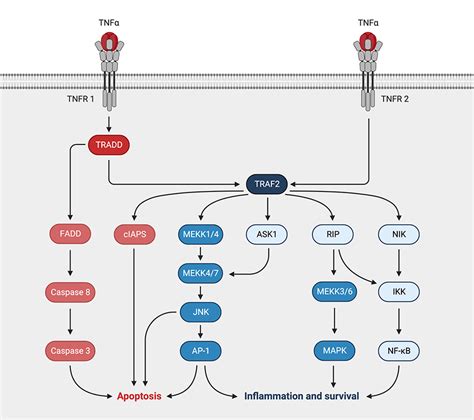 Tnf Signaling Pathway