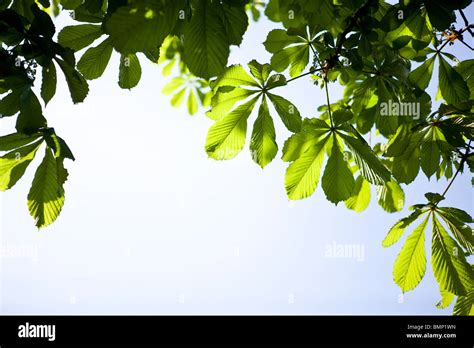 Leaves of horse chestnut tree in spring Stock Photo - Alamy