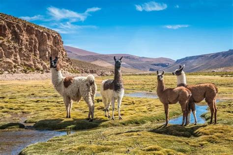 5 Different Types of Llamas (Plus Interesting Facts)