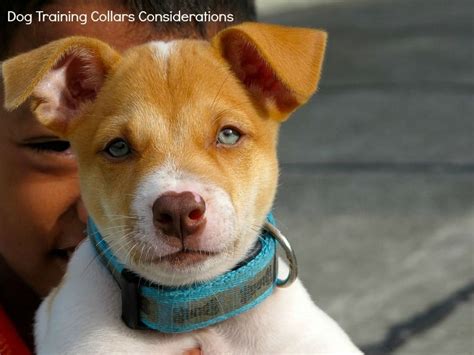 Important things to consider when you are choosing the best dog ...