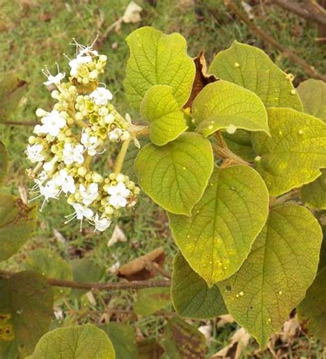 Cordia Shrub in Kenya