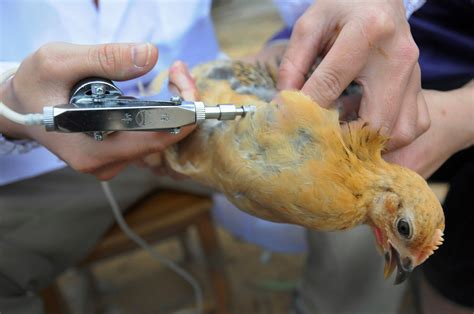 China Defends Vaccination of Poultry as Flu Spreads - The New York Times