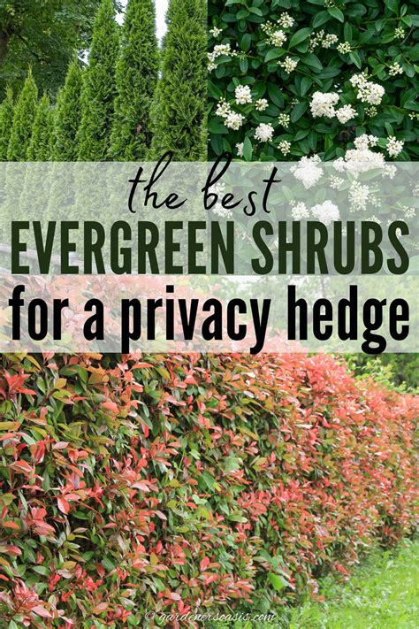 Names Of Evergreen Shrubs For Privacy