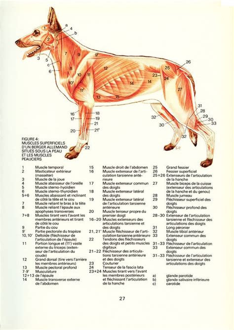 Dog Gift 1975 Anatomy Poster Vintage Dog Muscles Poster | Etsy