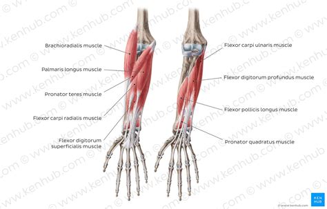 Ebsgbtsflfudccix9rsq forearm flexor muscles english | Forearm anatomy ...