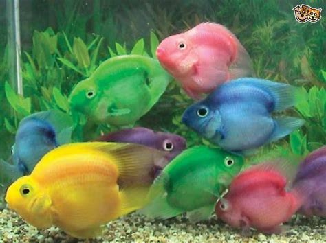 The phenomenon of dyed fish, and how to avoid it | Pets4Homes | Parrot ...