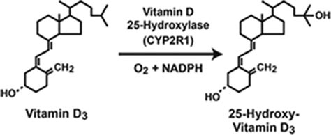 Reaction catalyzed by the vitamin D 25-hydroxylase (CYP2R1). | Download ...