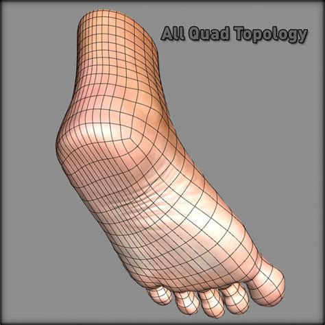 human foot 3d model