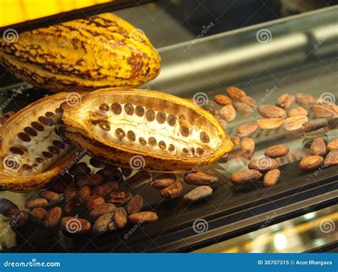 Cocoa Pods stock image. Image of spill, tipped, cacao - 30707315