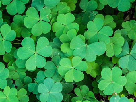 What Is a Shamrock and How Did it Become Ireland's National Symbol ...