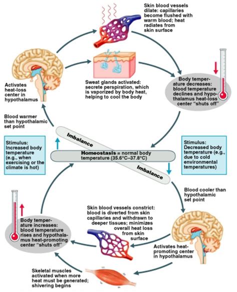 thermoregulation Normal Body Temperature, Skeletal Muscle, Cell ...