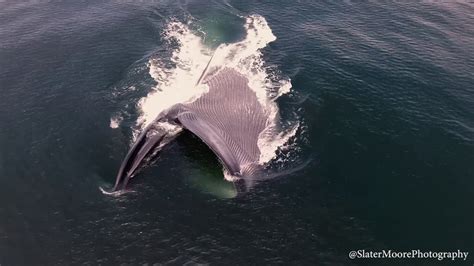 Blue Whales Eating