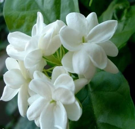 Priyathams Jasmine Seed Price in India - Buy Priyathams Jasmine Seed ...