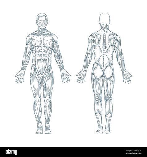 Human anatomy drawing hi-res stock photography and images - Alamy